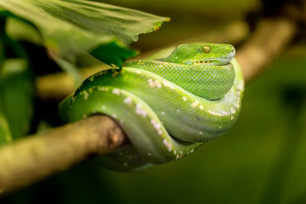vert couleur serpent