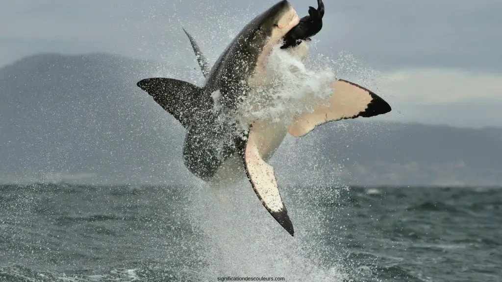 Requin blanc en pleine action