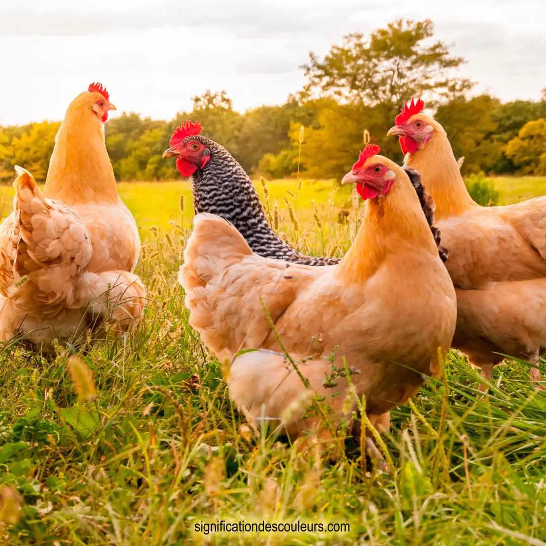 Classification des œufs suivant les modalités de l'élevage des poules