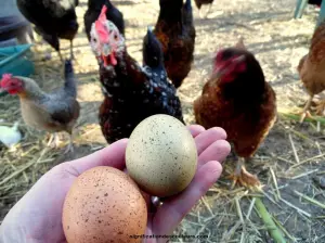Poules et œufs tachetées